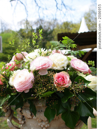 插花Ranunculus荷蘭 2086955