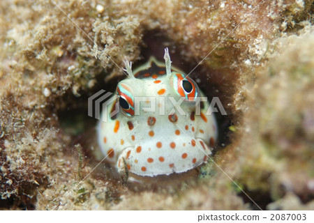 Montuki frogfish Montuki frogfish 2087003