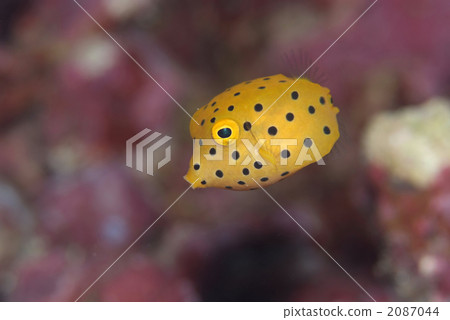 Minami Hako fu 2087044