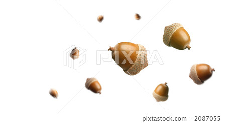 Multiple Acorn white background compositing falling 2087055