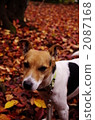 Yokohama Jack in autumn 2087168