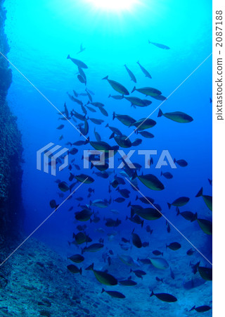 Tenghuaghododoki 2087188