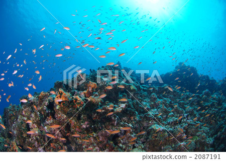 海戈爾迪 海戈爾迪 2087191