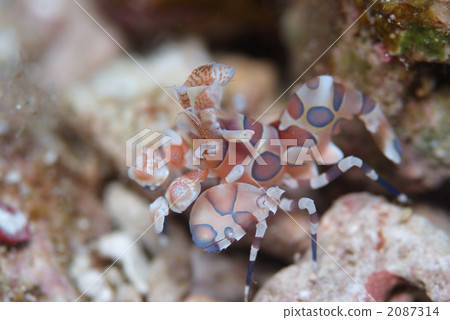 Horse deep-fried Horse deep-fried 2087314