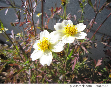 光滑貝塔奇 花朵 花 2087365