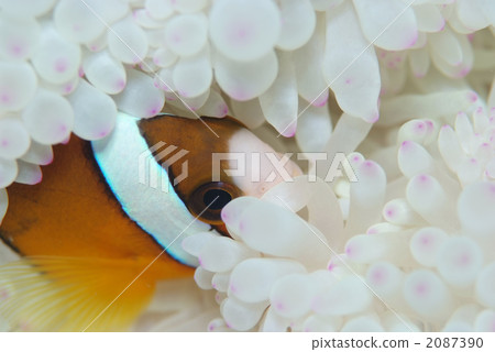 Anemone fish Anemone fish 2087390