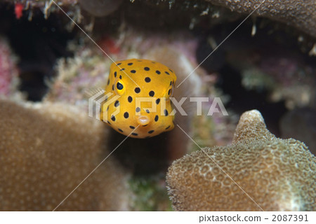 Minami Hako fu 2087391