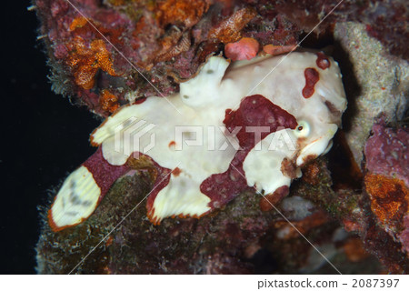 Kumadori Kaeru Ankou 2087397