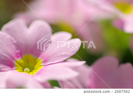 primula, julian, julien 2087562