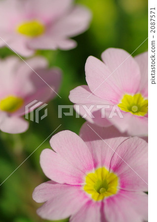 primula, julian, julien 2087571