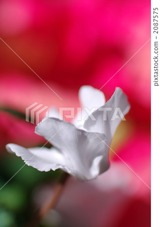 cyclamen, bloom, blossom 2087575