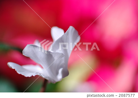 cyclamen, bloom, blossom 2087577