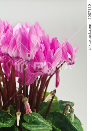 仙客來 花朵 花 2087580