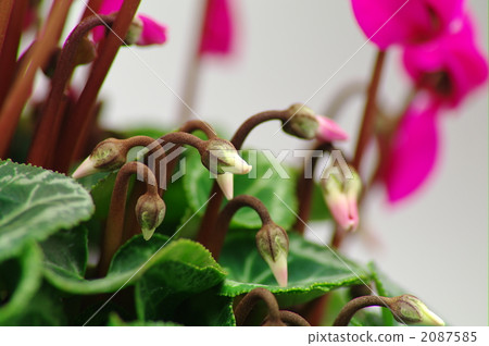 仙客來 蓓蕾 綠葉 2087585