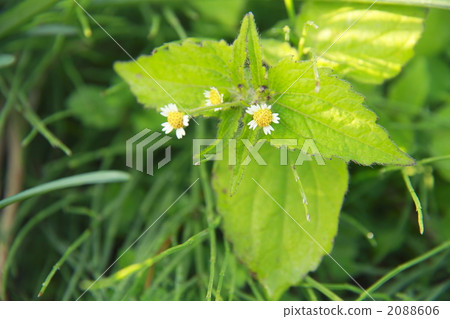 galinosoga ciliata, bloom, blossom 2088606