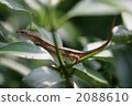 爬行動物 爬蟲類的 蜥蜴 2088610