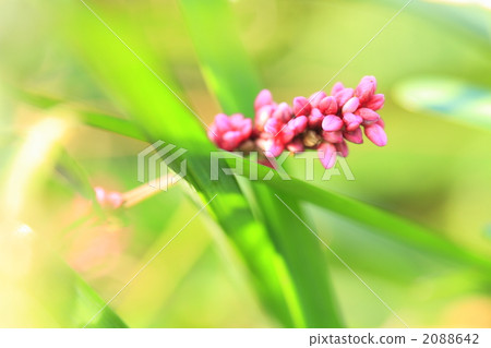 red rice, persicaria longisetum, close-up 2088642