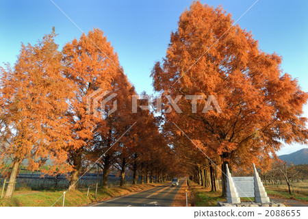 Metasequoia Namiki 2088655
