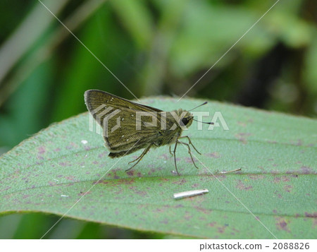 Togari Chabane Seseli 2088826