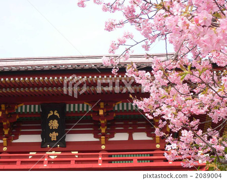 鶴岡八幡宮和櫻花 2089004
