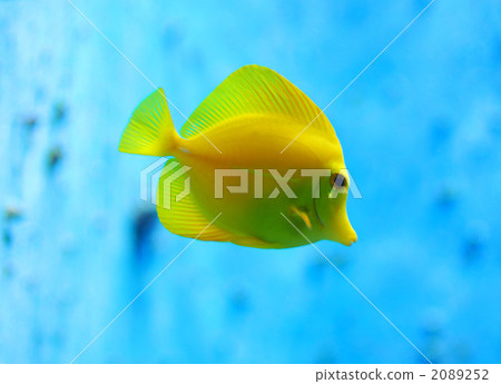 蝴蝶魚 2089252