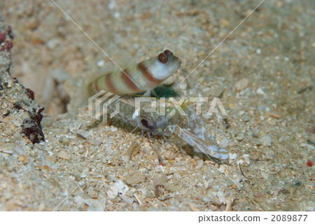 Monzuki teppouse shrimp 2089877