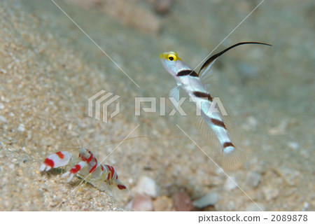 Hirenaga Threadingbow Hirenaga Threadingbow 2089878