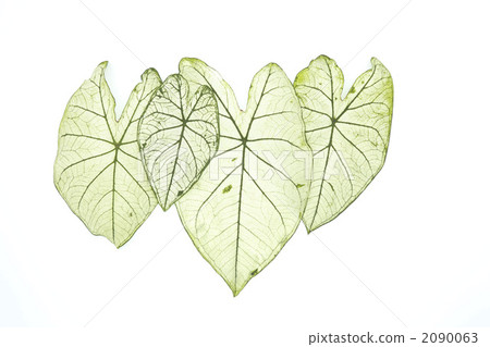 Cadarr離開 2090063