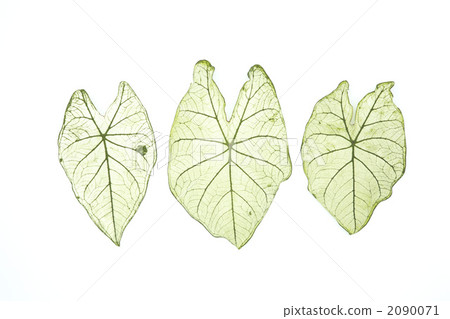 Cadarr離開 2090071