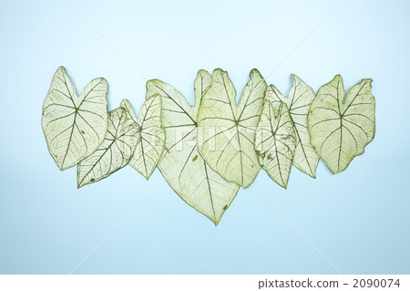 Cadarr leaves Cadarr leaves 2090074