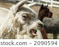 羊駝 2090594