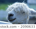 羊駝 2090633