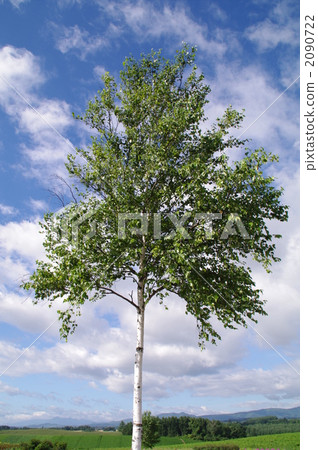 birch tree, landscape, scape 2090722