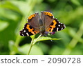 butterfly, butterflies, bug 2090728