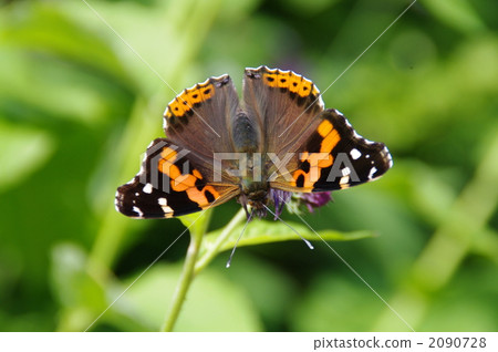 butterfly, butterflies, bug 2090728