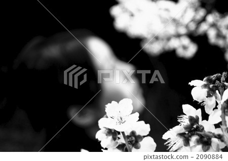 櫻花 櫻 賞櫻 2090884