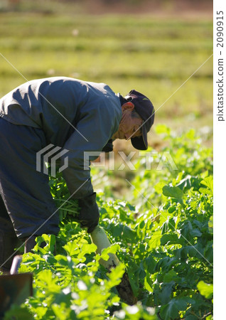 蘿蔔的收穫 2090915