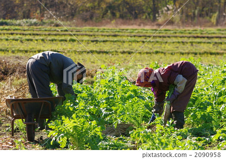 蘿蔔的收穫 2090958