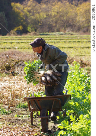 蘿蔔的收穫 2090961