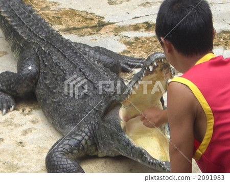 Crocodile farm Crocodile farm 2091983