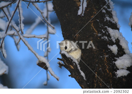 Ezomon摩卡在雪地裡 Ezomon摩卡在雪地裡 2092302
