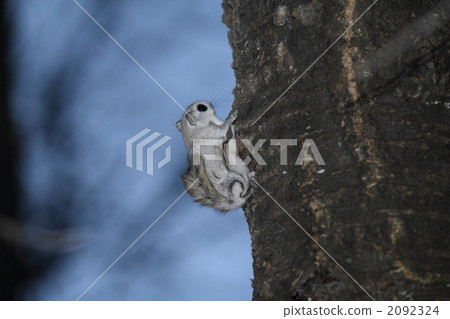 Ezomon mocha holding on a tree Ezomon mocha holding on a tree 2092324
