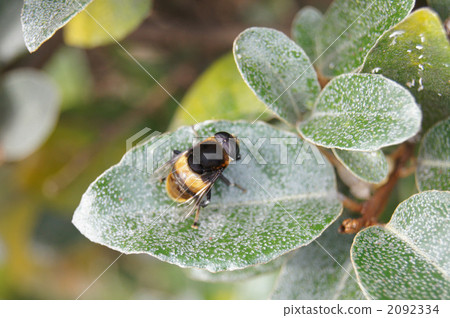 奧哈納布 奧哈納布 2092334