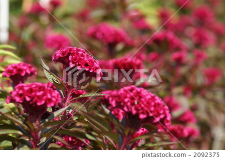 銀色雞冠花 雞冠花 青葙 2092375