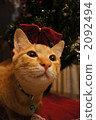 orange tabby, small animal, cat 2092494