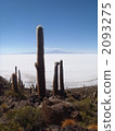 cacti, cactuse, uyuni 2093275