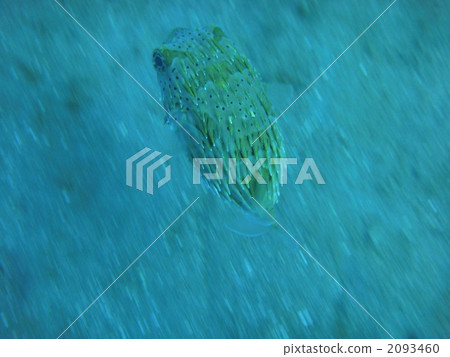 豪豬魚 豪豬魚 2093460