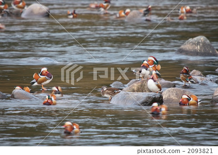 mandarin duck, waterfront, waterside 2093821