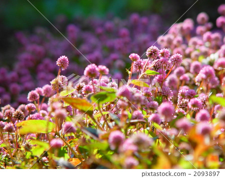 十二月花魚，Tadaceaceae 08 2093897