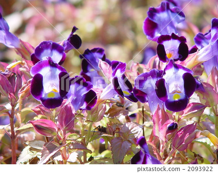 October Torenia / Gamanohagusa 04 2093922